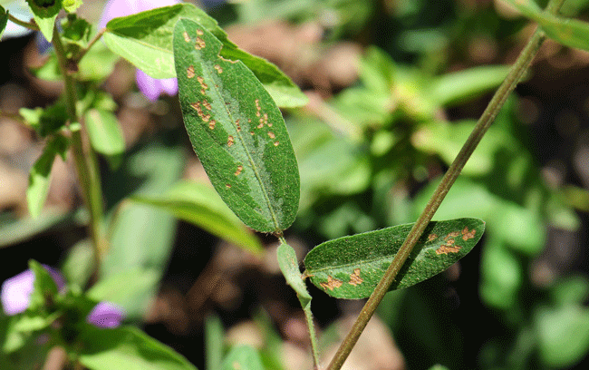 Leaf; Desmodium batocaulon, San Pedro Ticktrefoil, Southwest Desert Flora Desmodium batocaulon, San Pedro Ticktrefoil, Southwest Desert Flora